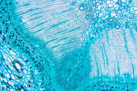 Plant cells Stock-Fotos