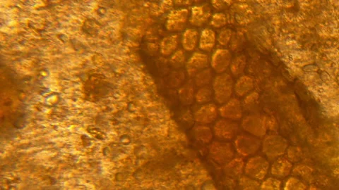 Plant cells under microscope. Microscopy of tomato. Stock Footage 129428263
