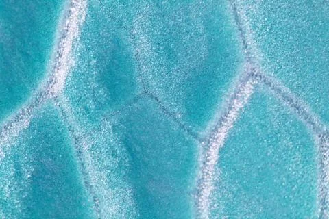 Plant cells under microscope 写真素材