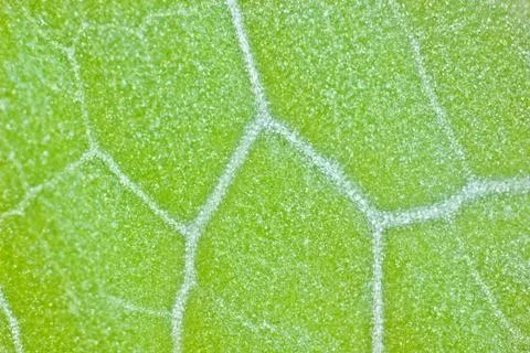 Plant cells under microscope Foto stock