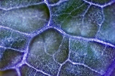 Plant cells under microscope 스톡 사진