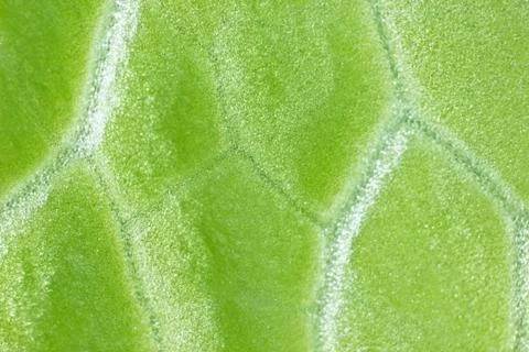 Plant cells under microscope Stock Photos