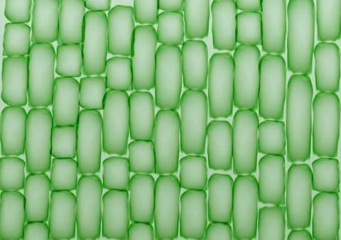 Plant Cells,Tissue Pattern - Vector Illustration Stock Illustration