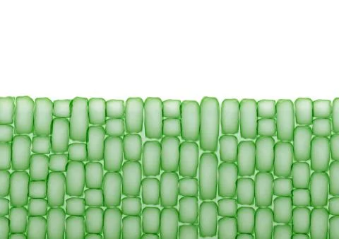 Plant Cells,Tissue Pattern on White Background - Vector Illustration Stock Illustration