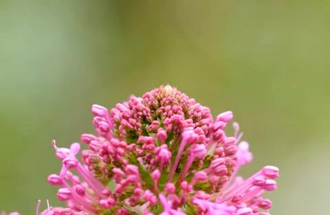 Plant of centranthus Stock Photos