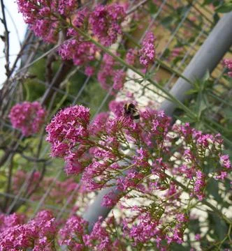 Plant of centranthus Stock Photos