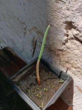 "Plant Change in Development in Rustic Pot" Stock Photos