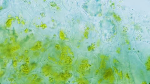 Plant chlorophyll Stock Footage 321438697