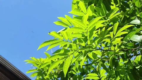 Plant cinema Stock Footage 275016568