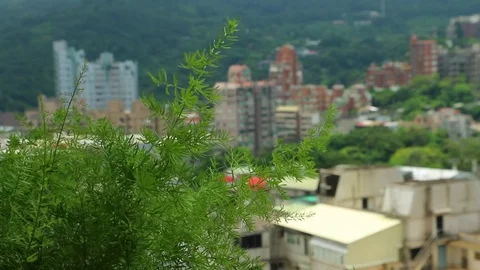 Plant with City in background Video stock 79458456