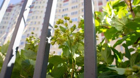 The plant in the city Stock Photos