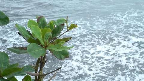 A plant on a cliff above oncoming waves Stock Footage 74301331