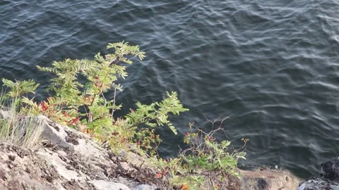 Plant, cliffs and water. Video stock 255966718