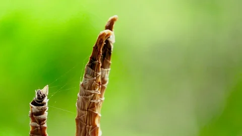 Plant close up Video stock 88675454