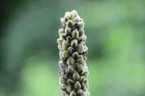 Plant Up Close Stock-Fotos