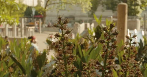 Plant Close Up With Playground In Background Vidéo 154284678