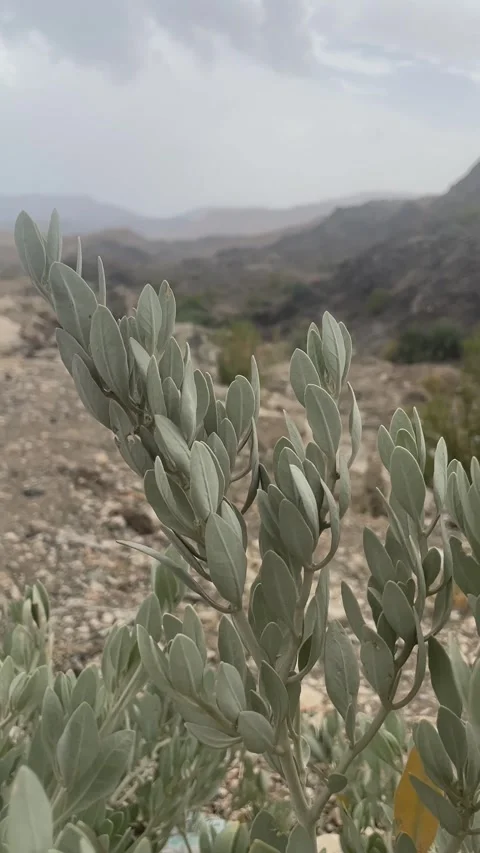 The plant close shot Stock Footage 280242675