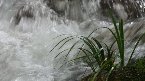 Plant close to the waterfall 스톡 동영상 79622180