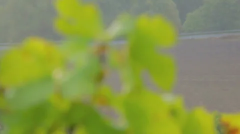 Plant Closeup Video stock 36052039