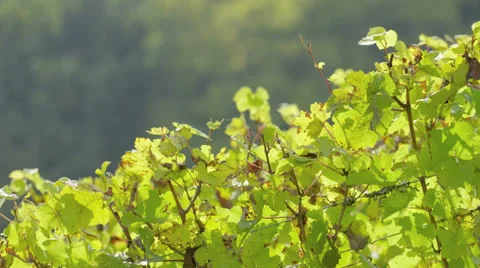 Plant Closeup Video stock 36052110