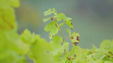 Plant Closeup Stock Footage 36052232