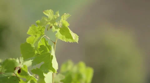 Plant Closeup Stock Footage 36053218
