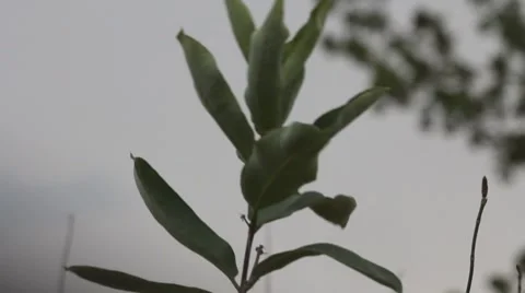 Plant closeup in Wind 10s 動画素材 8520579