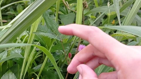 A plant closing the leaf when it gets touched Stock Footage 150216106