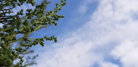 Plant / cloud / birds Stock Footage 140818309