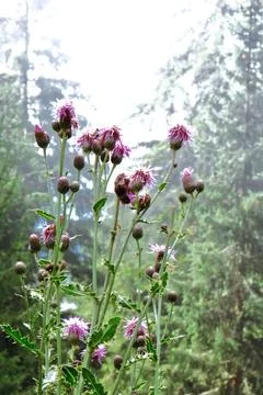 A plant in the clouds. Stock Photos