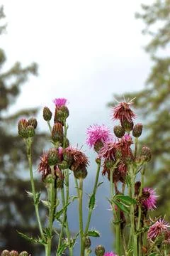 A plant in the clouds. Stock Photos