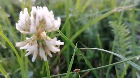 Plant, clover, insect Stock Footage 157278519