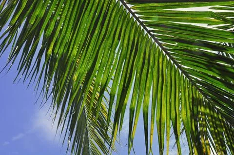 Plant - coconut leaf Stock Photos