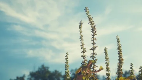 Plant - Color Graded Stock Footage 79544587