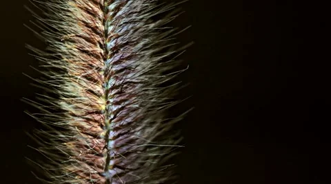 Plant Coming into Focus Stock-Footage 12378744