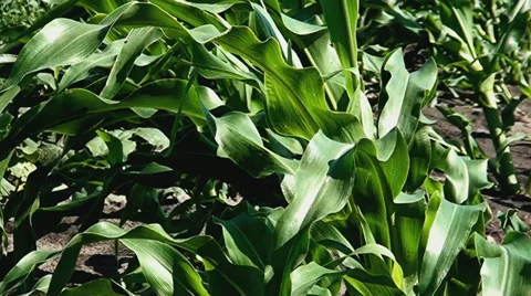 Plant-corn Stockbeeldmateriaal 35250936