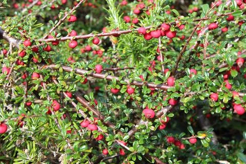 Plant of cotoneaster Stock Photos