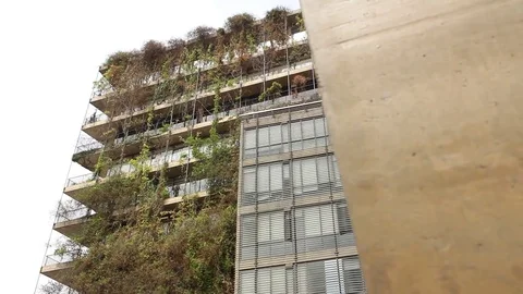 Plant covered building Stock Footage 77052482