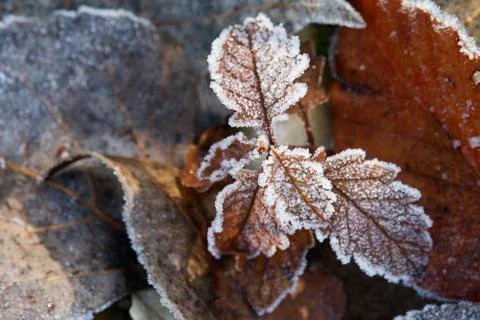 Plant covered with frost Stock Photos