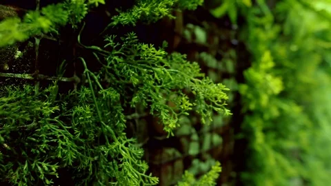 Plant covered wall Video stock 77101240