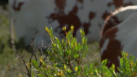 Plant with cows behind Video stock 243224434