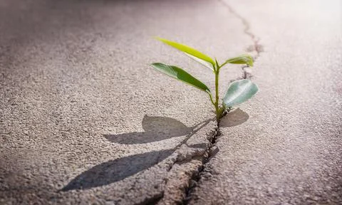 The plant on crack Stock Photos
