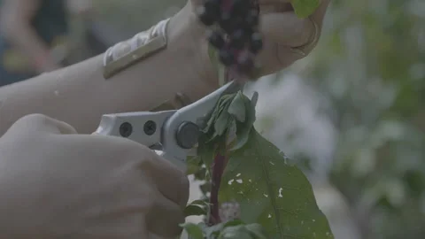 Plant cutting with scissors Stock Footage 147661599