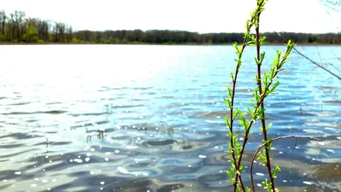 Plant Dancing In The Wind Alongside Pond Video stock 89394832