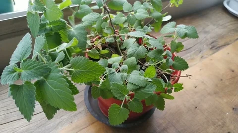 Plant dancing with the wind Stockbeeldmateriaal 119445606