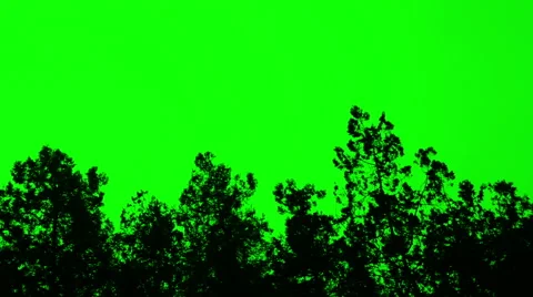 Plant dark silhouette Stock Footage 60257226