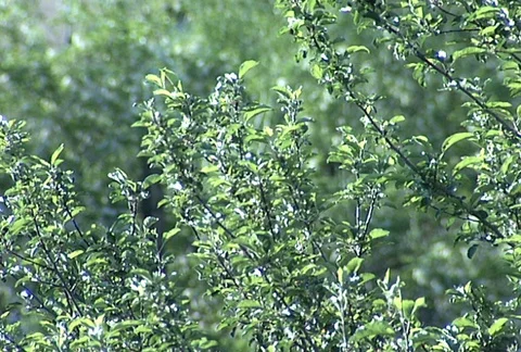 Plant Daytime Stock Footage 97775811