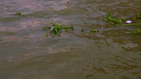 Plant debris and floating trash drifting in a river in 4K Stock Footage 346018528