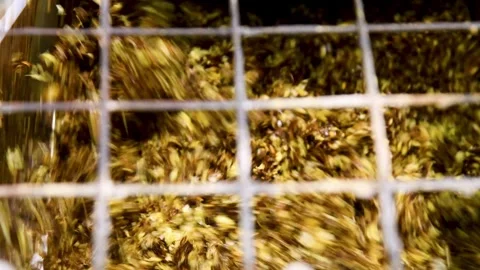 A plant for deep processing of corn grains. Stock Footage 324855859