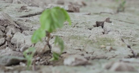 Plant in desert Stock Footage 89776814
